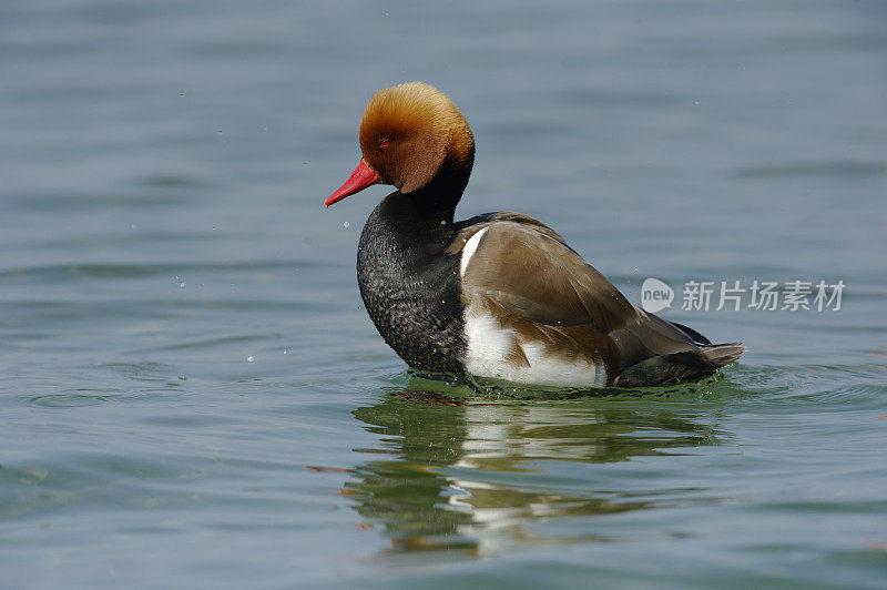 红冠潜鸭(Netta rufina)